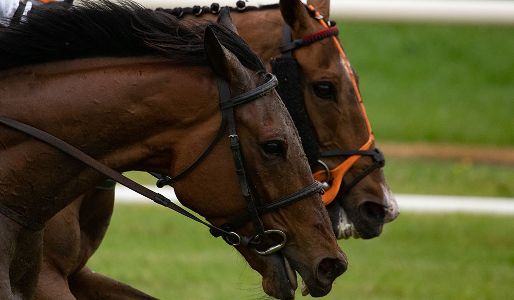 Caballos de carreras